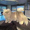 animal, blinds, cat, cushion, fluffy, furniture, green_eyes, home, indoors, living_room, long_hair, persian_cat, pet, portrait, sofa, standing, sunlight, tail, white_fur, windows