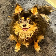 Daisy Mae is registered to the contest to win money with this photo: dog, chihuahua, small_dog, long_haired, pet, fur, smiling, tongue_out, eyes, ears, paws, tail, sitting, indoor, rug, carpet, brown_fur, black_fur, cute, portrait