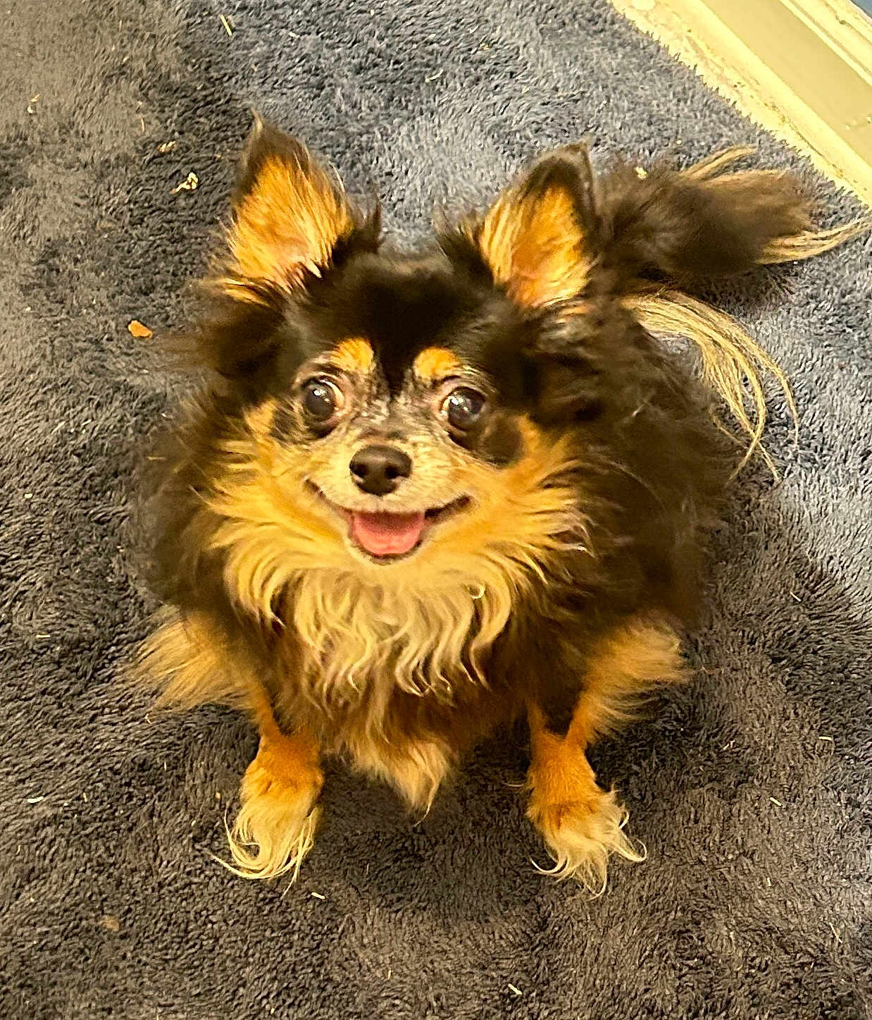 Daisy Mae is registered to the contest to win money with this photo: dog, chihuahua, small_dog, long_haired, pet, fur, smiling, tongue_out, eyes, ears, paws, tail, sitting, indoor, rug, carpet, brown_fur, black_fur, cute, portrait