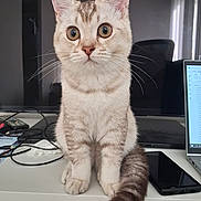 Ekko participe au concours pour gagner de l'argent avec cette photo : cat, wide_eyes, desk, laptop, smartphone, tail, fur, whiskers, sitting, indoor, technology, curious, alert, home_office, electronics, paper, remote_control, computer_screen, feline, pet