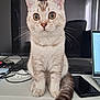 cat, wide_eyes, desk, laptop, smartphone, tail, fur, whiskers, sitting, indoor, technology, curious, alert, home_office, electronics, paper, remote_control, computer_screen, feline, pet