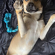 Thor is registered to the contest to win money with this photo: dog, pet, playful, blue_eyes, paw, toy, chew_toy, black_bedspread, lying_down, indoor, canine, fur, snout, ears, animal, cute, expression, relaxed, domestic_animal, raised_paw