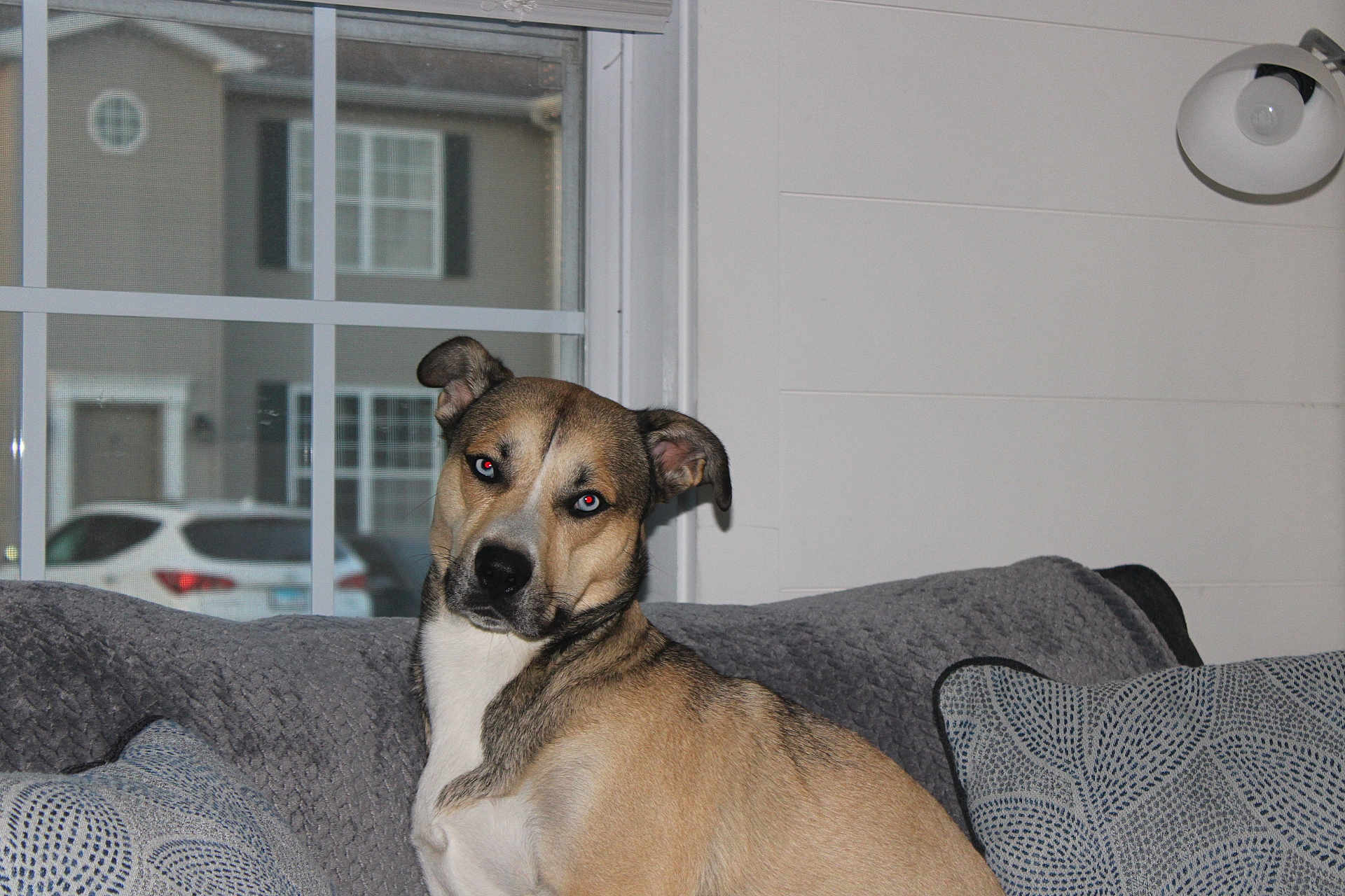 Thor joined the competition — help win amazing prizes! dog, couch, blanket, pillow, window, indoor, pet, animal, fur, ears, face, expression, house, home, cozy, curious, light, shadow, car, residential