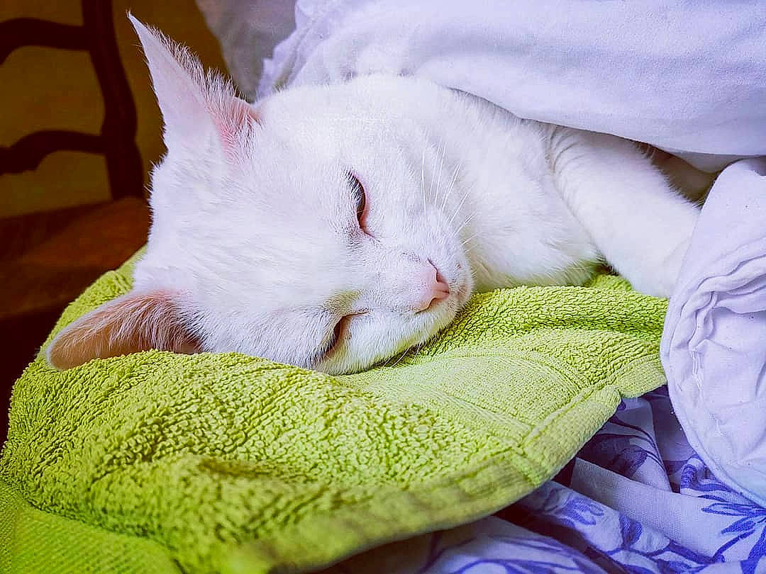 Allumette a rejoint le concours — aidez-le/la à gagner de superbes lots ! carnivore, cat, felidae, fur, kitten, nap, skin, sleep, small_to_medium_sized_cats, snout, turkish_angora, turkish_van, whiskers
