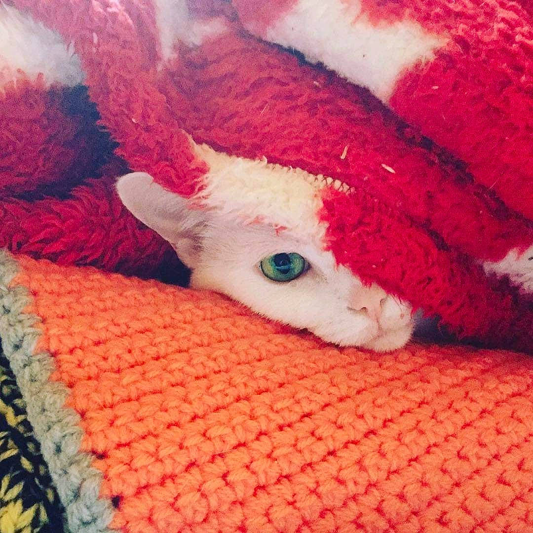 Allumette a rejoint le concours — aidez-le/la à gagner de superbes lots ! carnivore, cat, cornish_rex, crochet, devon_rex, eye, fawn, felidae, fur, german_rex, kitten, knitting, pink, red, small_to_medium_sized_cats, sphynx, tail, textile, whiskers