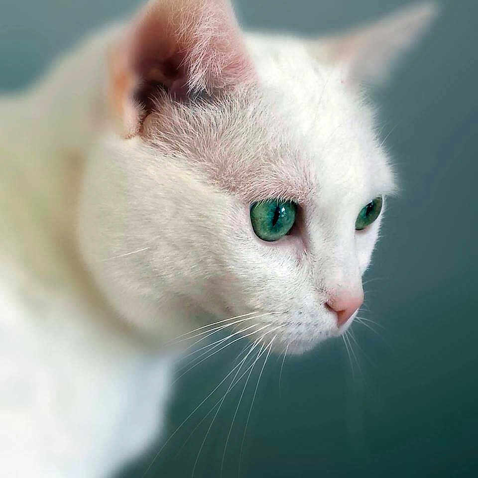 Allumette
