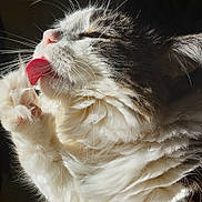 Leo is registered to the contest to win money with this photo: cat, feline, tongue, paw, grooming, whiskers, fur, closeup, pet, animal, fluffy, sunlight, sideview, cute, domestic_cat, mammal, relaxation, indoor, soft, cleaning