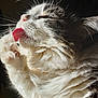 cat, feline, tongue, paw, grooming, whiskers, fur, closeup, pet, animal, fluffy, sunlight, sideview, cute, domestic_cat, mammal, relaxation, indoor, soft, cleaning