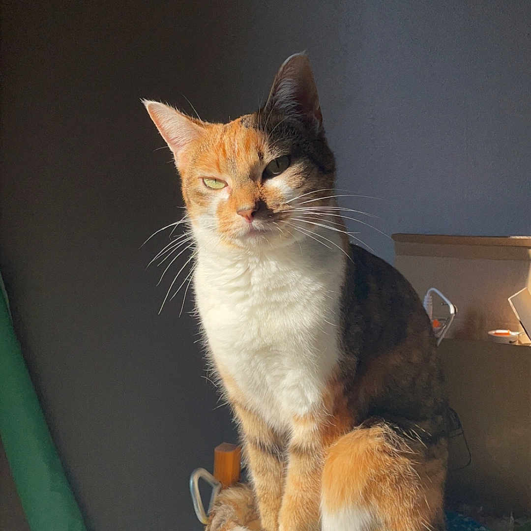 Sucrette participe au concours pour gagner de l'argent avec cette photo : abyssinian, angora, animal, box, cardboard, carton, cat, closet, cupboard, face, food, furniture, grocerystore, head, kitten, manx, person, pet, siamese, tin