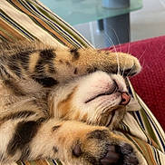 Cookie participe au concours pour gagner de l'argent avec cette photo : animal, cat, closeup, cozy, cushion, cute, domestic, feline, fur, indoor, kitten, napping, paw, pet, relaxed, resting, sleeping, striped, tabby, whiskers
