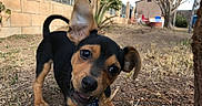 Miles joined the competition — help win amazing prizes! puppy, dog, outdoor, yard, stick, playful, black_and_tan, pet, grass, tree, ear, collar, cute, animal, young, brown, black, small, curious, nature