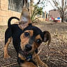 puppy, dog, outdoor, yard, stick, playful, black_and_tan, pet, grass, tree, ear, collar, cute, animal, young, brown, black, small, curious, nature