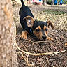 puppy, dog, outdoor, playful, stick, soil, ears, collar, brown, black, grass, tree, yard, nature, chewing, animal, pet, cute, young, curious