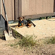 Miles joined the competition — help win amazing prizes! dog, outdoor, sunlight, concrete, shed, wooden_shed, shovel, rake, grass, dirt, collar, pet, animal, small_dog, relaxed, summer, yard, tool, shadow, nature