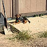 dog, outdoor, sunlight, concrete, shed, wooden_shed, shovel, rake, grass, dirt, collar, pet, animal, small_dog, relaxed, summer, yard, tool, shadow, nature