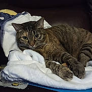 Snickers is registered to the contest to win money with this photo: animal, blanket, cat, closeup, comfort, couch, cozy, ears, feline, fur, indoor, leather_couch, looking, paw, pet, relaxed, resting, tabby_cat, whiskers, white_blanket