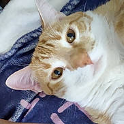 Honey is registered to the contest to win money with this photo: animal, blue, cat, close_up, comfort, curious, ear, eyes_open, fabric, feline, fur, indoor, lying_down, nose, orange_cat, pattern, pet, relaxed, whiskers, white_cat
