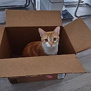 Honey joined the competition — help win amazing prizes! animal, box, cardboard_box, cat, curious, cute, domestic, ears, eyes, feline, floor, flooring, furniture, home, indoor, looking, orange_cat, pet, sitting, whiskers