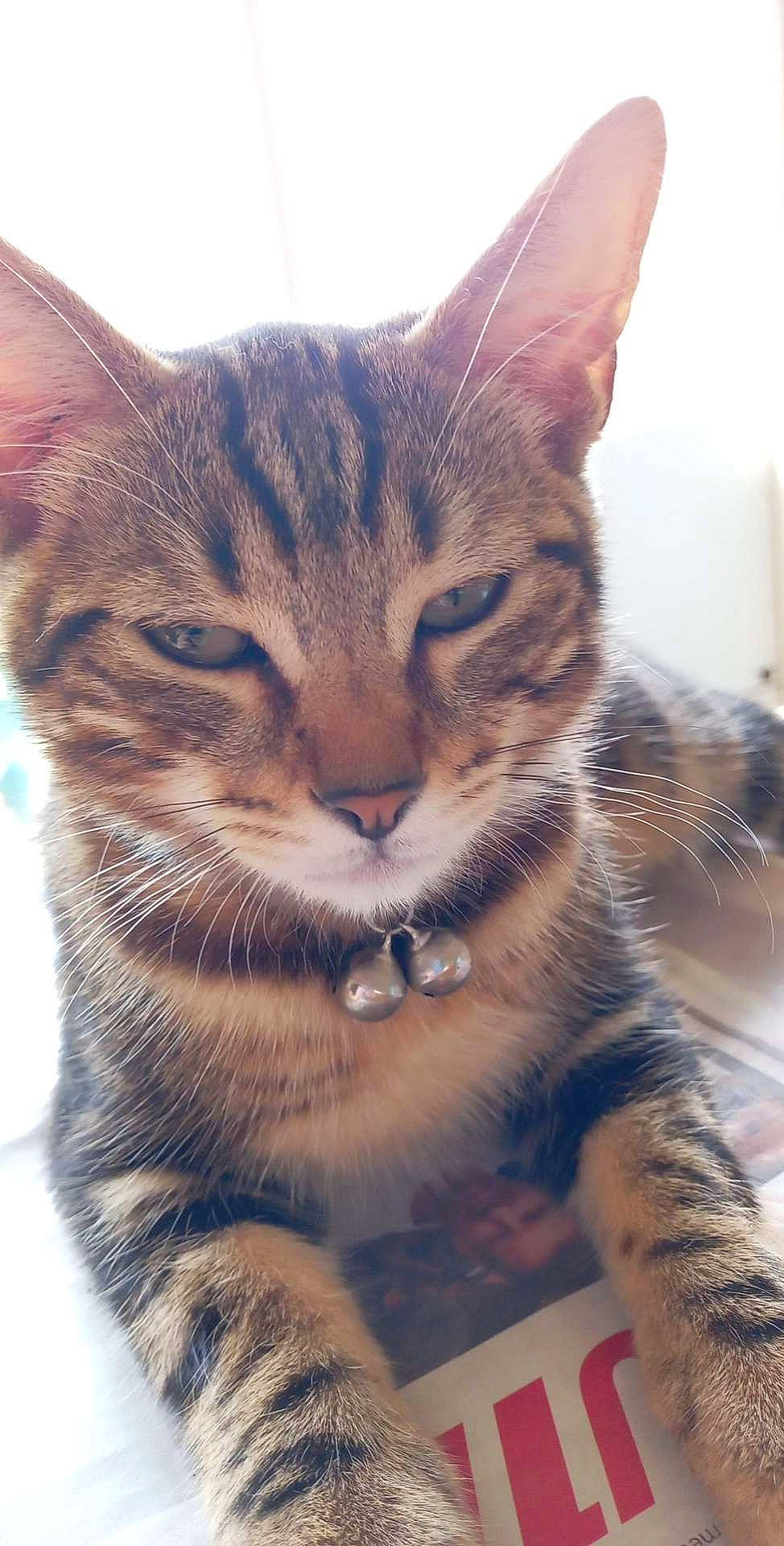 Zarko participe au concours pour gagner de l'argent avec cette photo : carnivore, cat, claw, close_up, domestic_short_haired_cat, felidae, fur, iris, paw, small_to_medium_sized_cats, snout, tail, terrestrial_animal, vertebrate, whiskers, wildlife