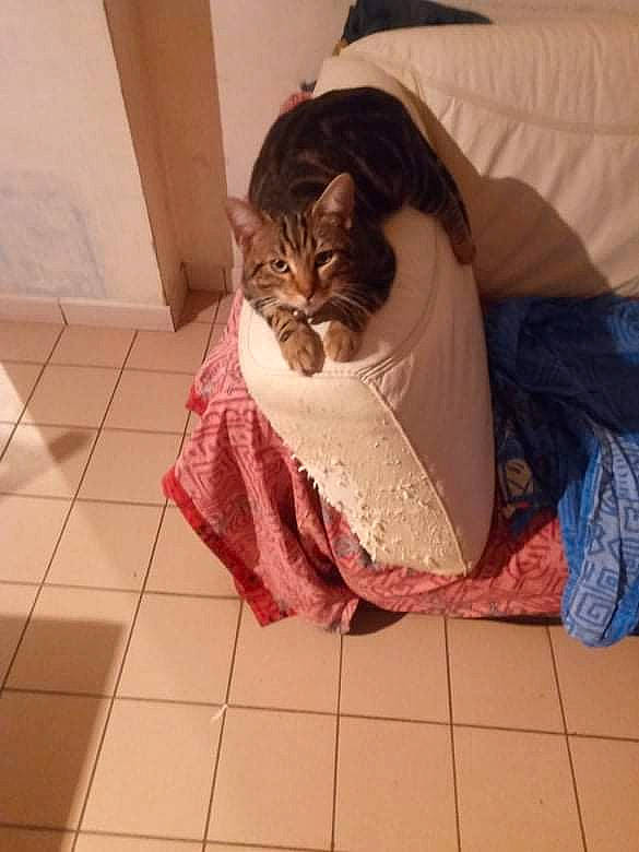 Zarko a rejoint le concours — aidez-le/la à gagner de superbes lots ! carnivore, cat, comfort, domestic_short_haired_cat, fawn, felidae, floor, flooring, foot, fur, hardwood, human_leg, linens, pattern, room, small_to_medium_sized_cats, tail, tile_flooring, whiskers, wood