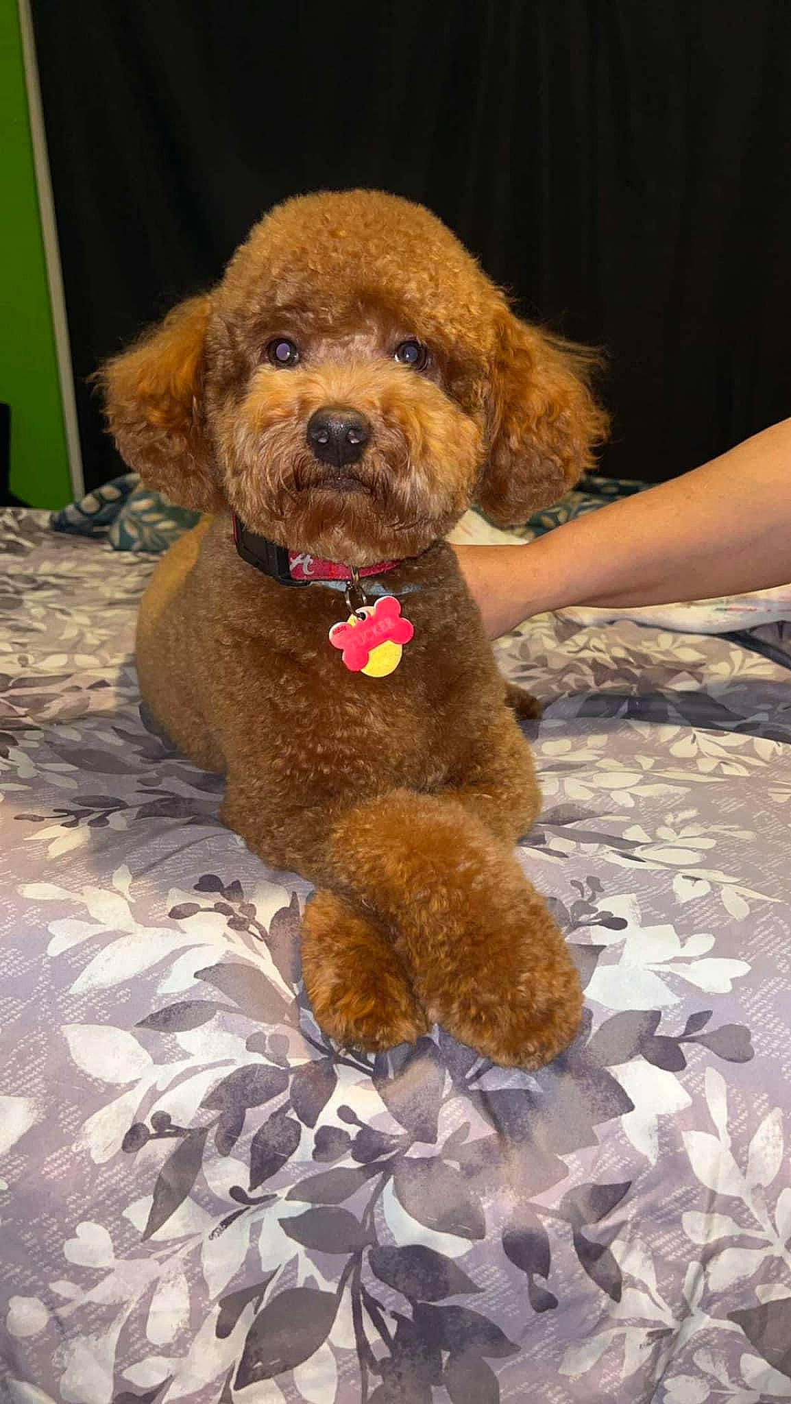 Tucker is registered to the contest to win money with this photo: brown, canidae, carnivore, companion_dog, dog, dog_breed, fawn, fur, labradoodle, liver, non_sporting_group, pet_supply, poodle, snout, sporting_group, terrier, toy_dog, water_dog, working_animal, yorkipoo