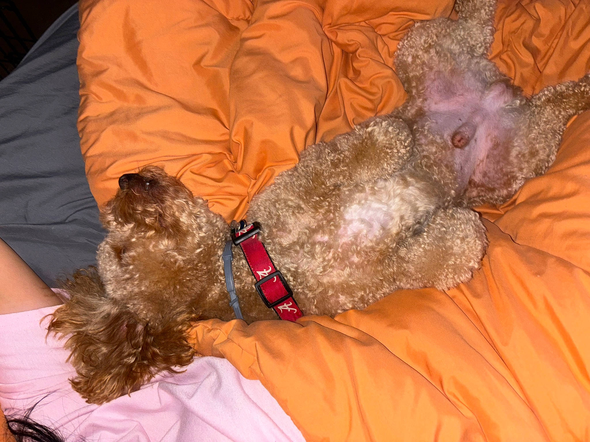 Tucker joined the competition — help win amazing prizes! canidae, carnivore, collar, comfort, companion_dog, couch, dog, dog_breed, dog_collar, dog_supply, fawn, fur, linens, liver, nap, non_sporting_group, sporting_group, toy_dog, water_dog, working_animal