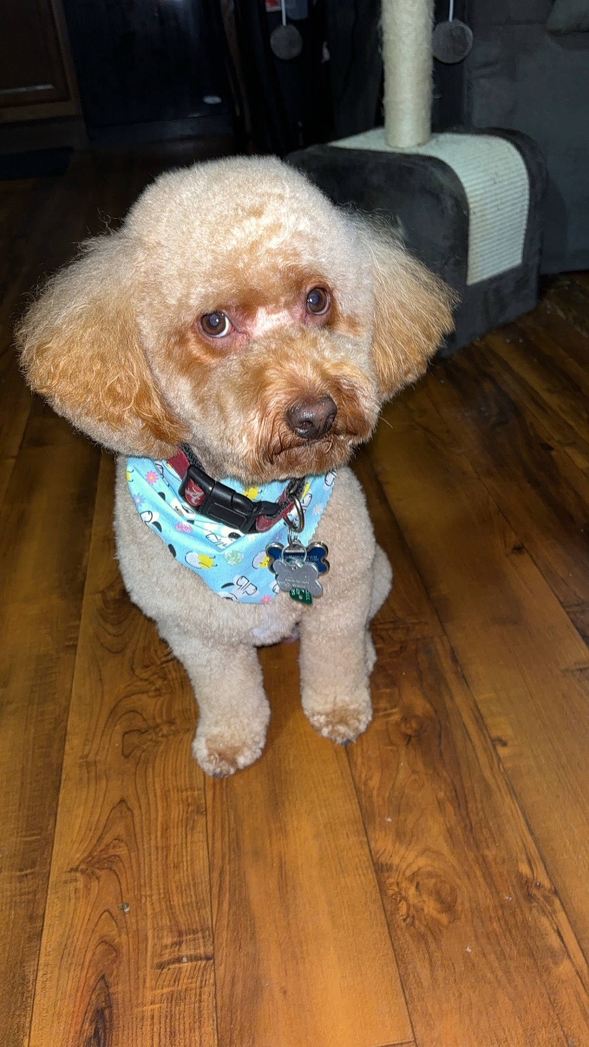 Tucker joined the competition — help win amazing prizes! canidae, carnivore, collar, companion_dog, dog, dog_breed, dog_clothes, dog_collar, dog_supply, fawn, flooring, hardwood, liver, poodle, snout, sporting_group, terrier, toy_dog, wood, wood_flooring