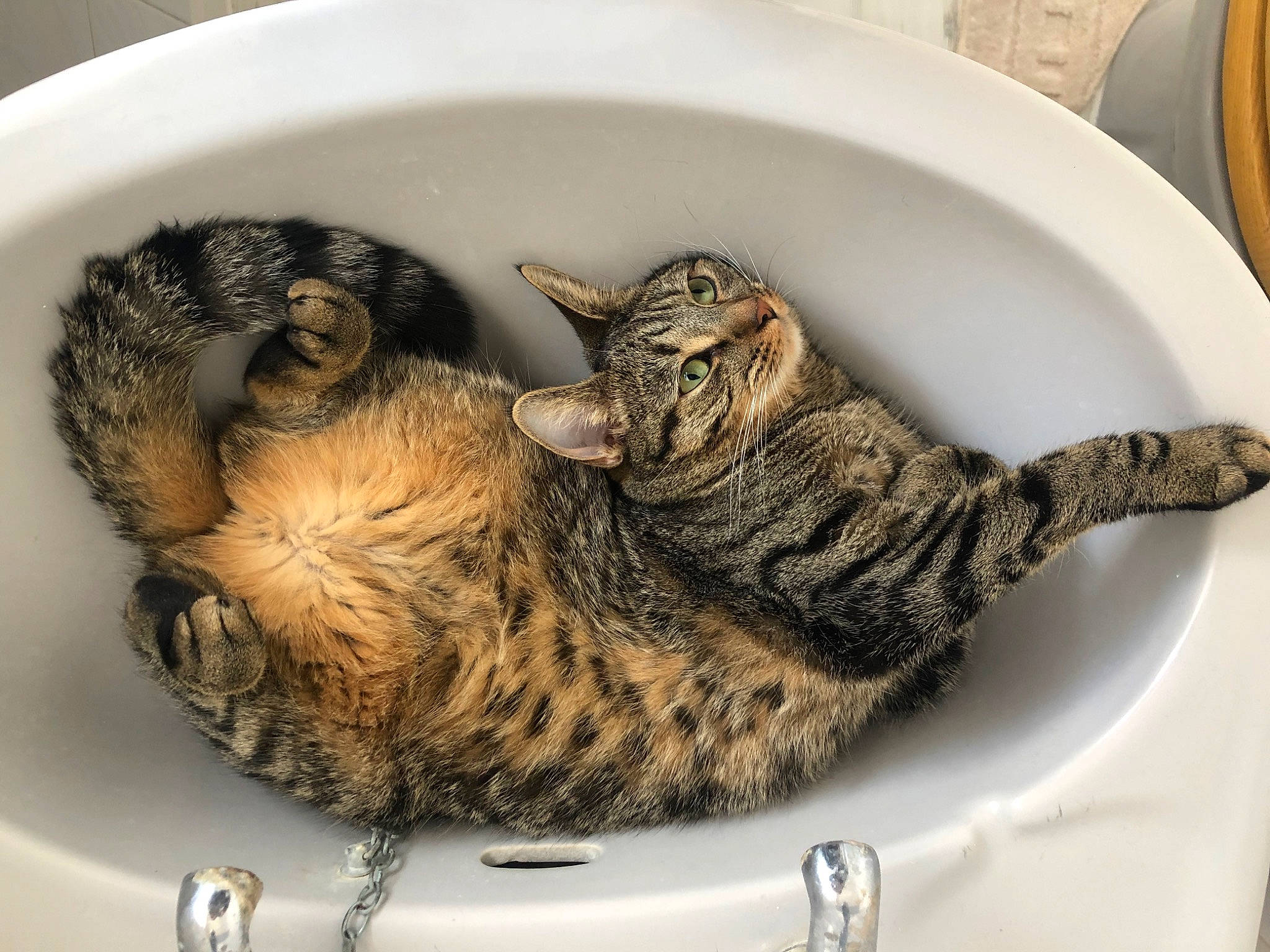 Luna joined the competition — help win amazing prizes! american_shorthair, asian, california_spangled, carnivore, cat, domestic_short_haired_cat, dragon_li, egyptian_mau, european_shorthair, felidae, fur, kitten, ocicat, pixie_bob, sink, small_to_medium_sized_cats, tabby_cat, toyger, whiskers