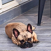 Hadès participe au concours pour gagner de l'argent avec cette photo : dog, french_bulldog, pet, lying_down, floor, tile_floor, animal, ears, face, paw, window, chair_leg, resting, looking_up, brown_fur, domestic_animal, cute, indoor, relaxed, companion