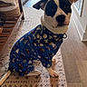 dog, pajamas, blue_clothing, indoor, carpet, wooden_floor, basket, sunlight, door, furniture, pet, canine, sitting, looking_at_camera, black_and_white_dog, home_interior, quiet, calm, domestic, cozy