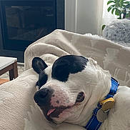 Pablo is registered to the contest to win money with this photo: dog, sleeping, blanket, collar, indoor, couch, relaxing, pet, houseplant, fireplace, tongue_out, white, black, fur, comfort, rest, cozy, home, nap, domestic