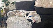 Pablo joined the competition — help win amazing prizes! dog, black_and_white, sleeping, couch, blanket, indoor, plant, leafy_plant, relaxed, pet, cozy, living_room, fur, collar, home_decor, resting, animal, domestic_animal, furniture, nap