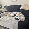 dog, black_and_white, sleeping, couch, blanket, indoor, plant, leafy_plant, relaxed, pet, cozy, living_room, fur, collar, home_decor, resting, animal, domestic_animal, furniture, nap