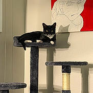 Orion is registered to the contest to win money with this photo: animal, anime_drawing, black_cat, cat, cat_tree, cozy, cute, fur, furniture, home, indoor, pet, platform, portrait, relaxed, resting, scratching_post, shadow, wall_art, white_paws