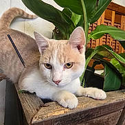 Nilla is registered to the contest to win money with this photo: cat, indoor, plant, wood, green_leaves, feline, pet, animal, closeup, eyes, fur, whiskers, resting, curious, wooden_planter, natural_light, domestic_cat, ears, tail, texture