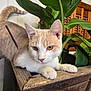 cat, indoor, plant, wood, green_leaves, feline, pet, animal, closeup, eyes, fur, whiskers, resting, curious, wooden_planter, natural_light, domestic_cat, ears, tail, texture