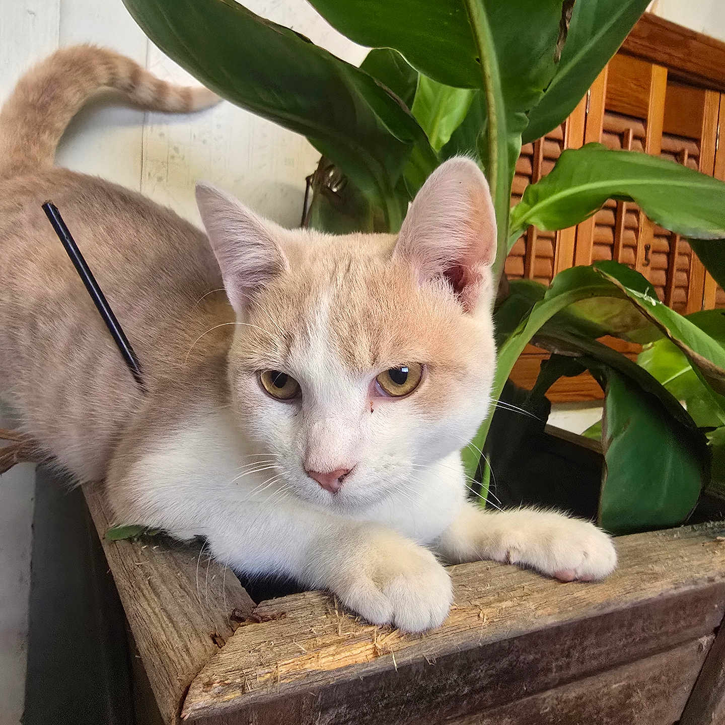 Nilla is registered to the contest to win money with this photo: animal, cat, closeup, curious, domestic_cat, ears, eyes, feline, fur, green_leaves, indoor, natural_light, pet, plant, resting, tail, texture, whiskers, wood, wooden_planter
