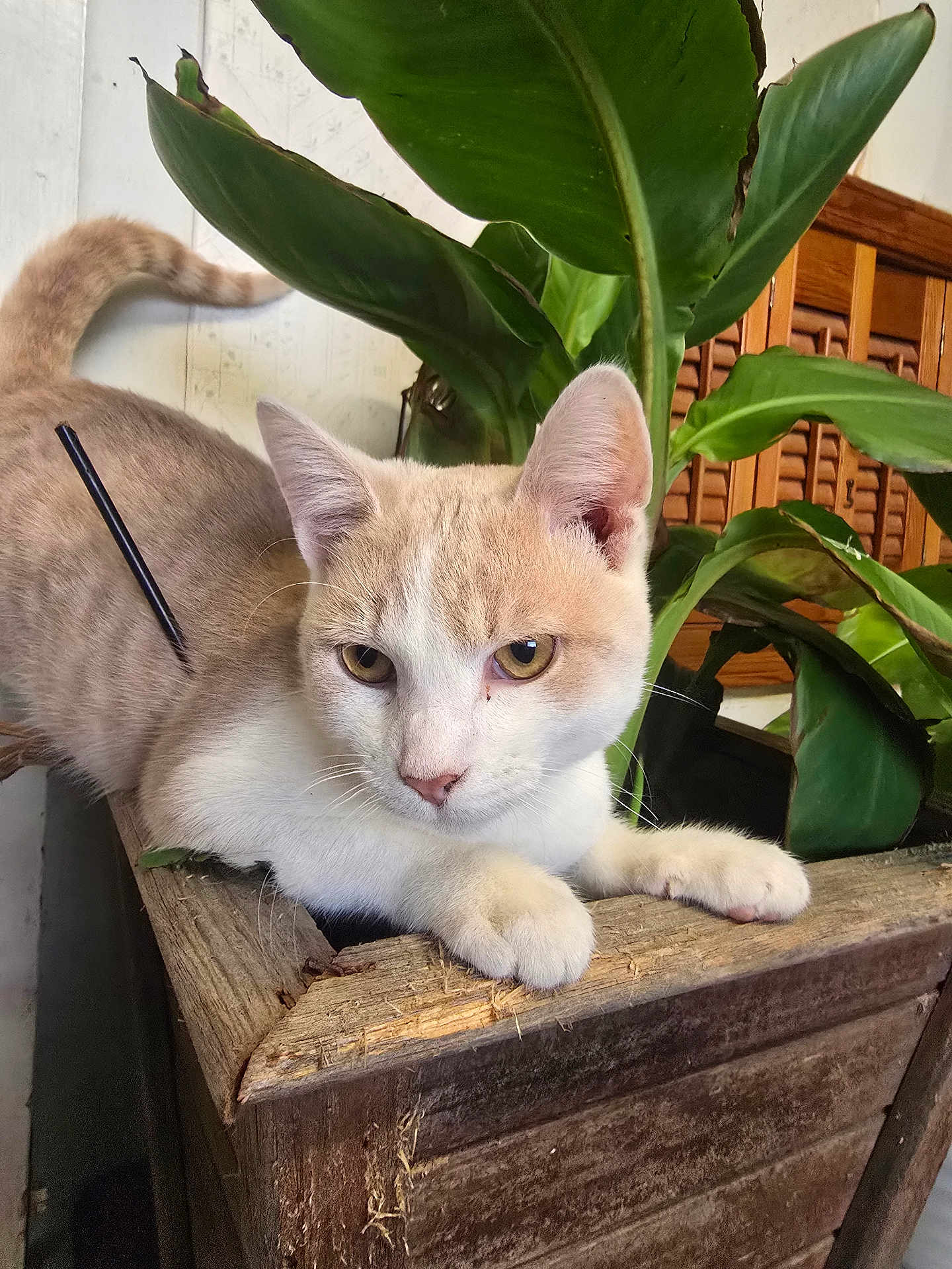 Nilla is registered to the contest to win money with this photo: cat, indoor, plant, wood, green_leaves, feline, pet, animal, closeup, eyes, fur, whiskers, resting, curious, wooden_planter, natural_light, domestic_cat, ears, tail, texture