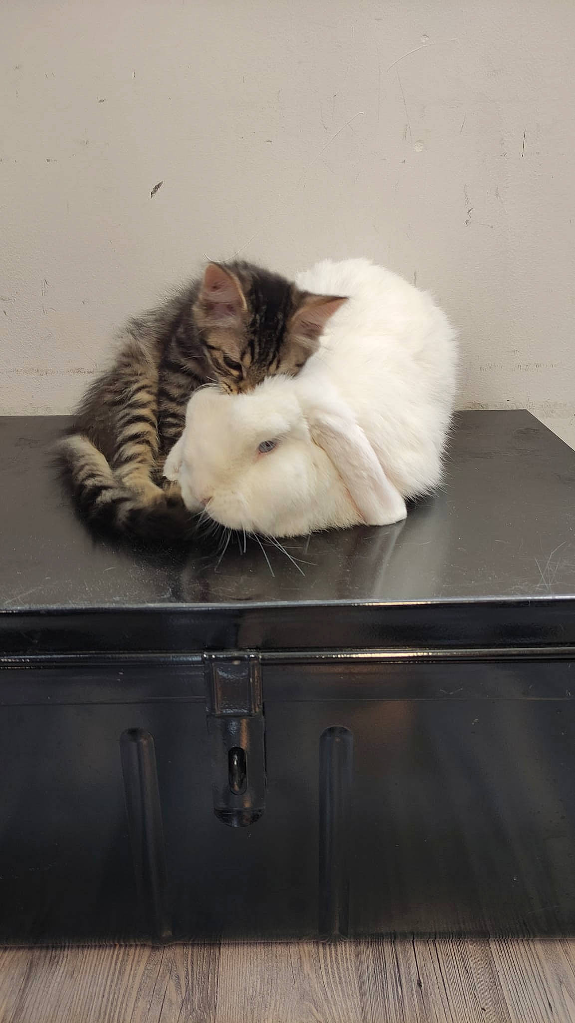 Mystic participe au concours pour gagner de l'argent avec cette photo : cabinetry, carnivore, cat, chest_of_drawers, comfort, countertop, drawer, felidae, fur, grey, hardwood, kitchen, leg, room, small_to_medium_sized_cats, snout, table, tail, whiskers, wood