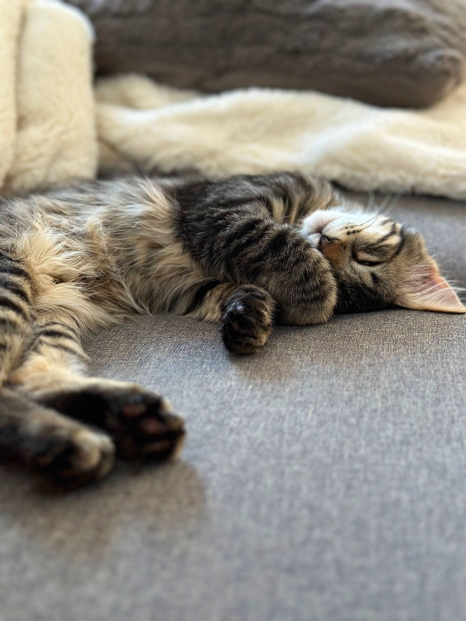 Mystic a rejoint le concours — aidez-le/la à gagner de superbes lots ! brown, carnivore, cat, claw, comfort, domestic_short_haired_cat, fawn, felidae, flooring, fur, grey, hardwood, paw, plant, small_to_medium_sized_cats, snout, tail, terrestrial_animal, whiskers, wood