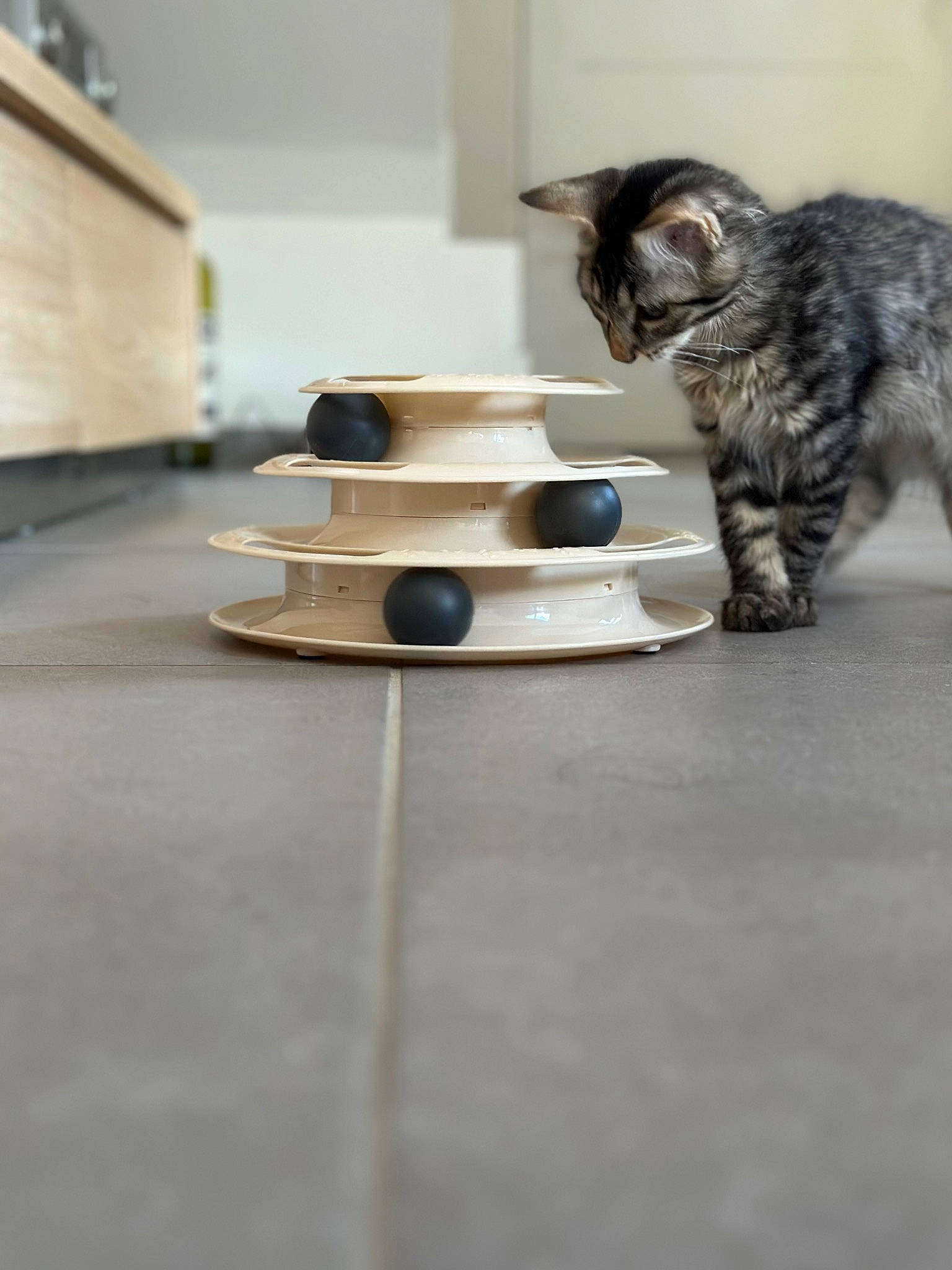 Mystic participe au concours pour gagner de l'argent avec cette photo : carnivore, cat, cat_supply, comfort, dishware, domestic_short_haired_cat, drinkware, felidae, floor, flooring, hardwood, paw, porcelain, serveware, sitting, small_to_medium_sized_cats, tableware, tail, whiskers, wood