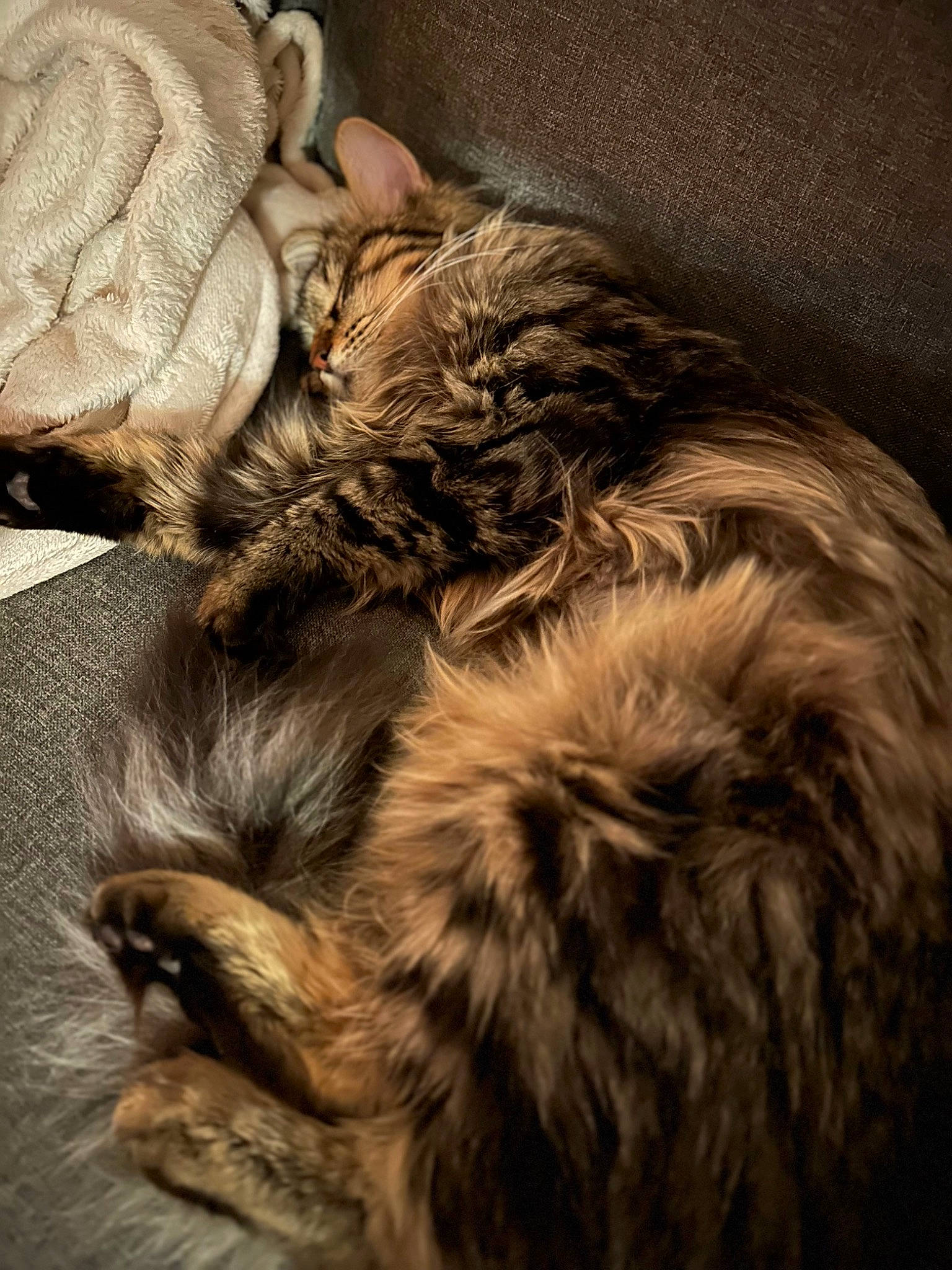 Mystic a rejoint le concours — aidez-le/la à gagner de superbes lots ! carnivore, cat, claw, comfort, dog_breed, felidae, fur, liver, nap, paw, sleep, small_to_medium_sized_cats, sporting_group, tail, terrestrial_animal, whiskers, wood