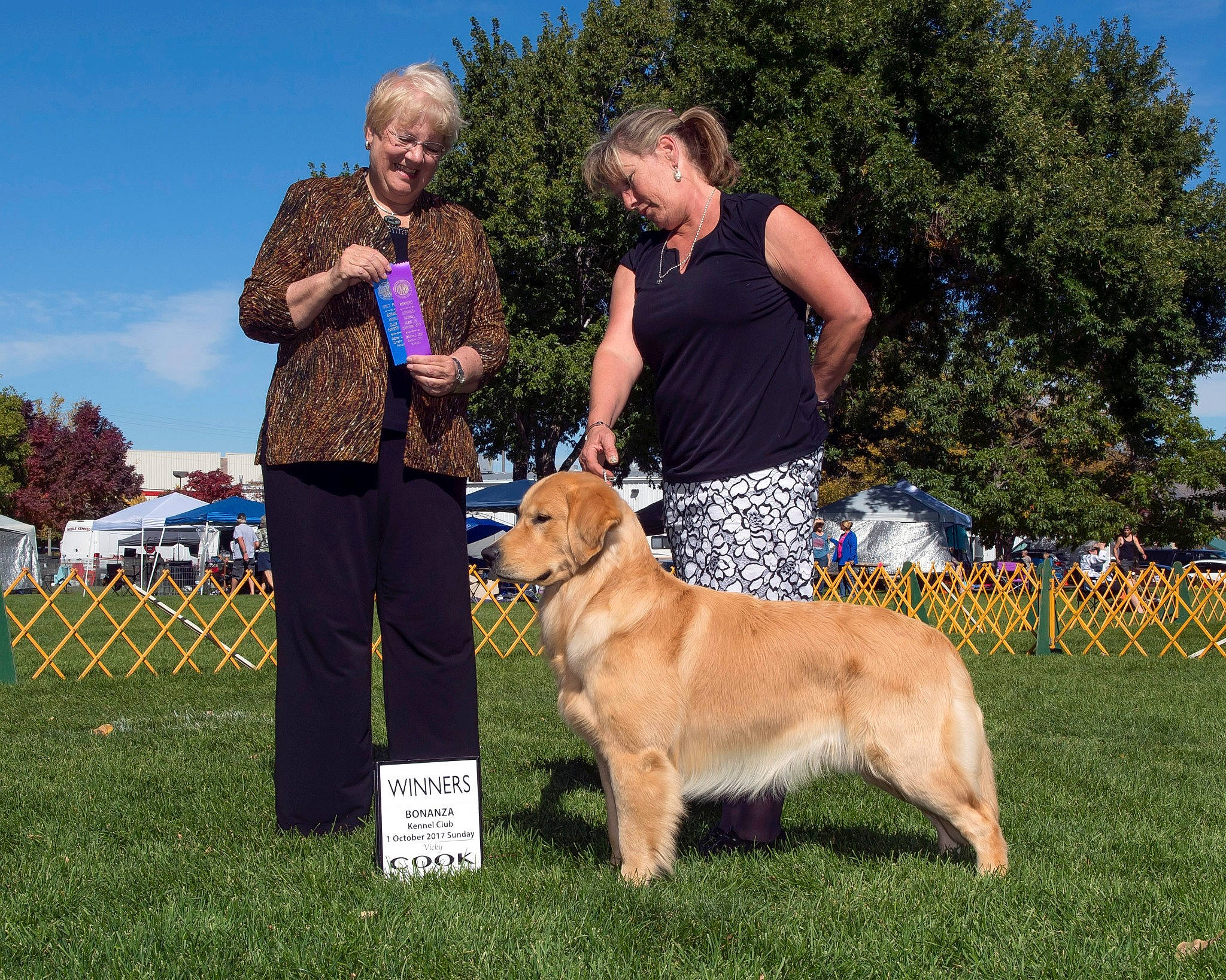 Smitty joined the competition — help win amazing prizes! canidae, carnivore, conformation_show, dog, dog_breed, fawn, golden_retriever, joy, junior_showmanship, kennel_club, mammal, nova_scotia_duck_tolling_retriever, obedience_training, person, rally_obedience, retriever, sporting_group, vertebrate