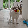 dog, indoor, tile_floor, ball, toy, white_dog, brown_patches, playful, pet, living_room, glass_door, natural_light, furniture, modern, floor_tile, mouth, happy, animal, house, domestic
