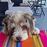 Idem a rejoint le concours — aidez-le/la à gagner de superbes lots ! dog, grasshopper, table, colorful, striped, indoor, furniture, lamp, chair, sofa, curious, pet, closeup, animal, resting, head, paw, modern, home, floor