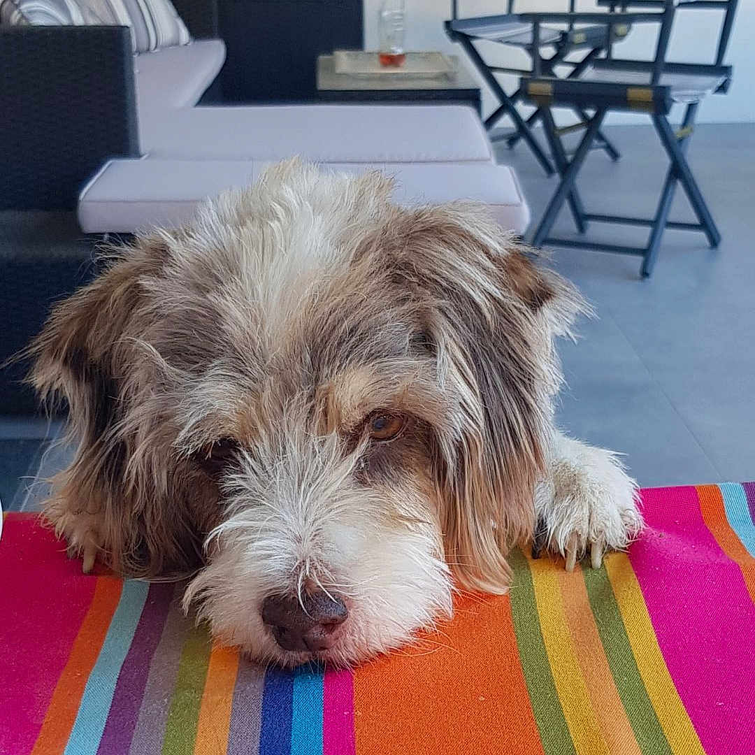 Idem a rejoint le concours — aidez-le/la à gagner de superbes lots ! dog, grasshopper, table, colorful, striped, indoor, furniture, lamp, chair, sofa, curious, pet, closeup, animal, resting, head, paw, modern, home, floor