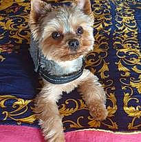 Osky a rejoint le concours — aidez-le/la à gagner de superbes lots ! biewer_terrier, canidae, carnivore, companion_dog, dog, dog_breed, dog_supply, fawn, fur, maltepoo, non_sporting_group, pattern, small_terrier, snout, sporting_group, terrestrial_animal, terrier, toy_dog, working_animal, yorkipoo