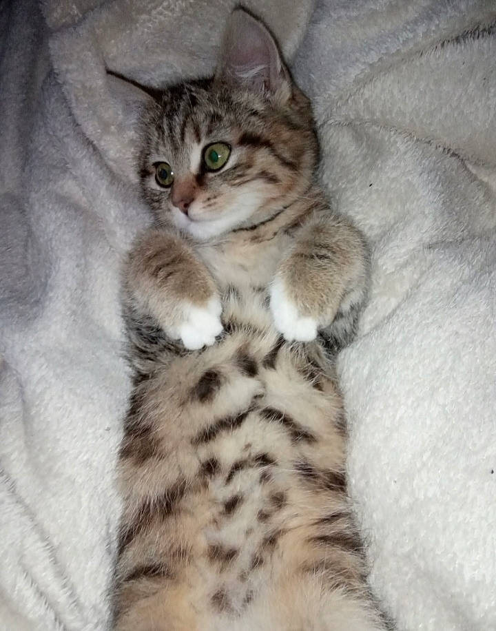 Plume a rejoint le concours — aidez-le/la à gagner de superbes lots ! aegean_cat, american_shorthair, american_wirehair, asian, australian_mist, bengal, carnivore, cat, domestic_short_haired_cat, dragon_li, egyptian_mau, european_shorthair, felidae, kitten, mammal, pixie_bob, small_to_medium_sized_cats, tabby_cat, vertebrate, whiskers