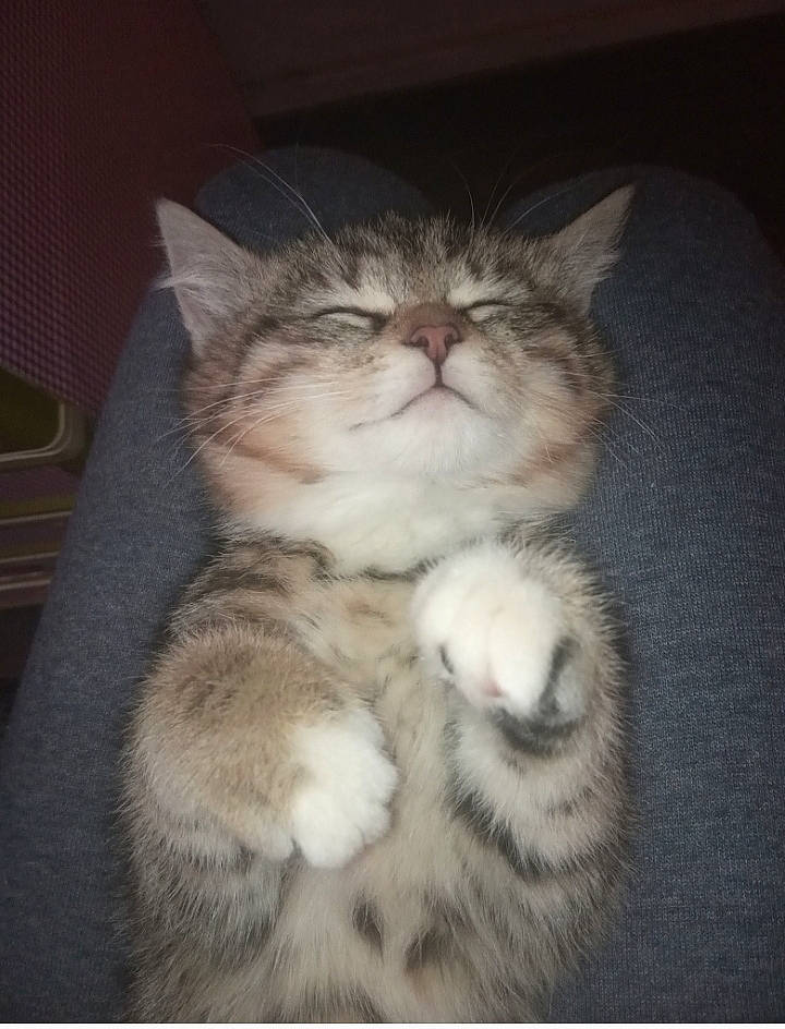 Plume a rejoint le concours — aidez-le/la à gagner de superbes lots ! american_shorthair, asian, british_semi_longhair, carnivore, cat, domestic_short_haired_cat, european_shorthair, felidae, kitten, mammal, nose, polydactyl_cat, small_to_medium_sized_cats, tabby_cat, whiskers