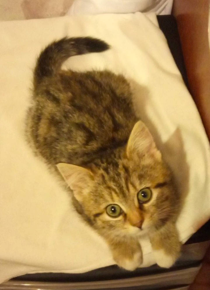 Plume a rejoint le concours — aidez-le/la à gagner de superbes lots ! american_shorthair, american_wirehair, asian, australian_mist, california_spangled, carnivore, cat, domestic_short_haired_cat, dragon_li, european_shorthair, fawn, felidae, fur, german_rex, kitten, mammal, pixie_bob, small_to_medium_sized_cats, tabby_cat, whiskers